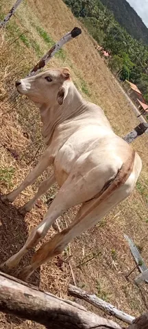 Vendo Bezerra 