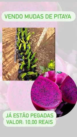 Mudas de Pitaya
