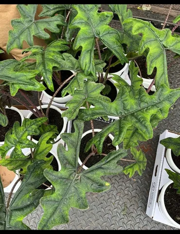 Alocasia Jacklyn 