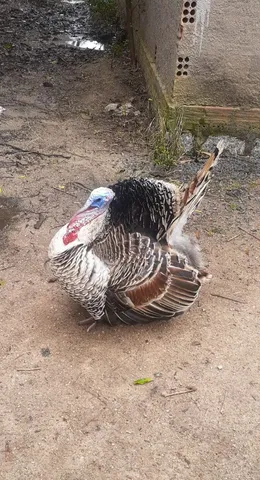 Peru a venda