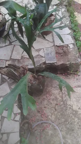 Plantas