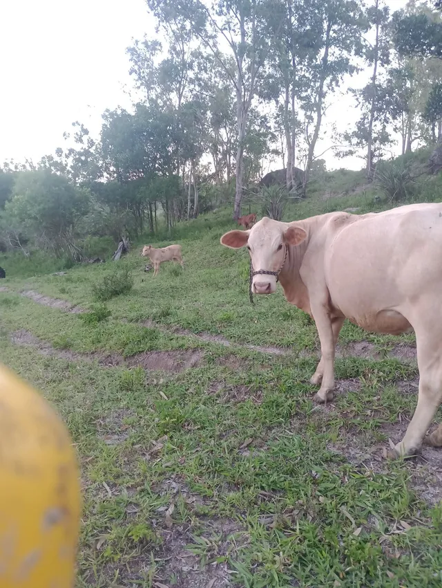 Vaca e terneira pra venda