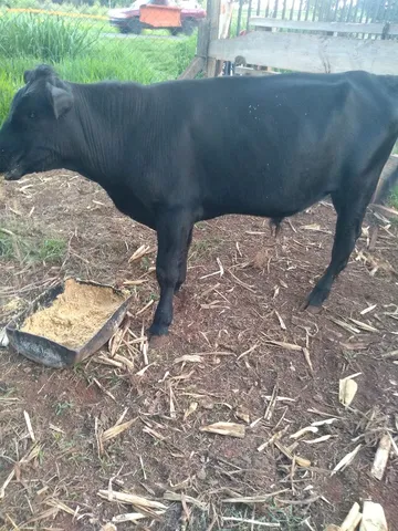 Vendo 