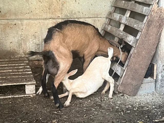 Cabra parida 