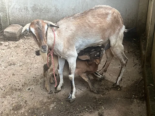 Cabra e casal de filhotes 
