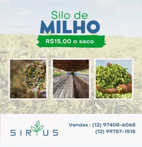 Silagem de Milho - TOP