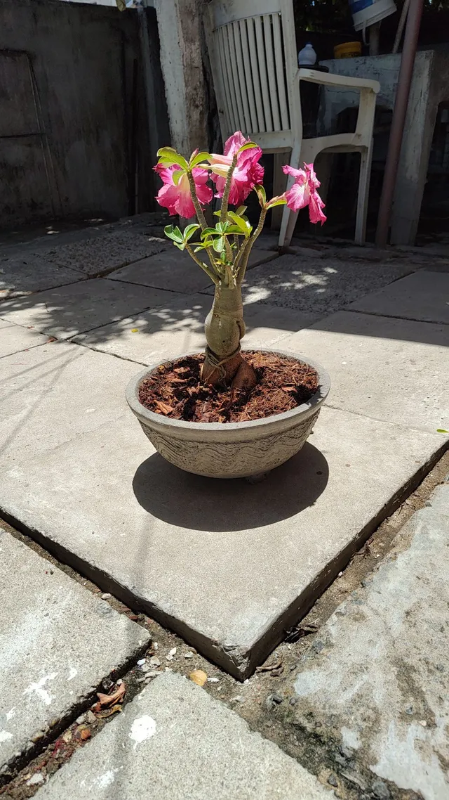 Rosa do Deserto 