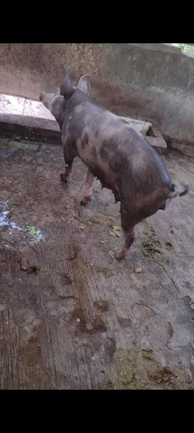 Vendo porcos