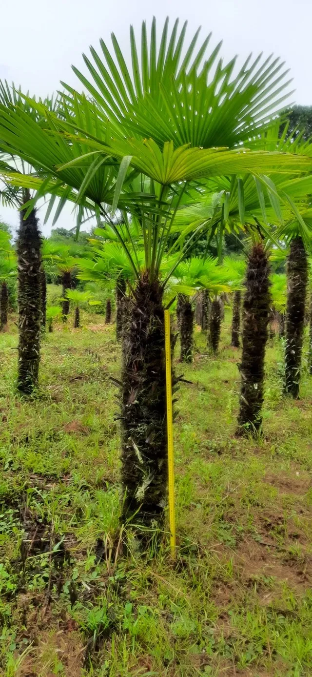 Palmeiras Trachycarpus(Buriti) e Cicas