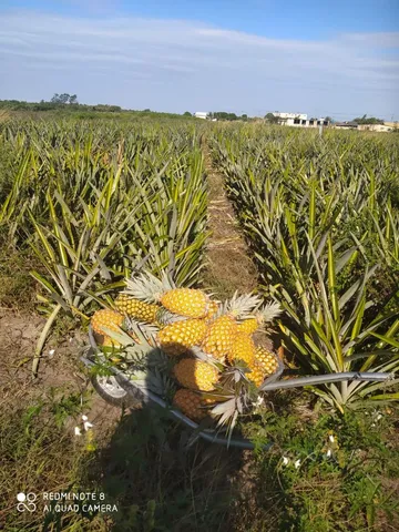 Fr@gos caipira
