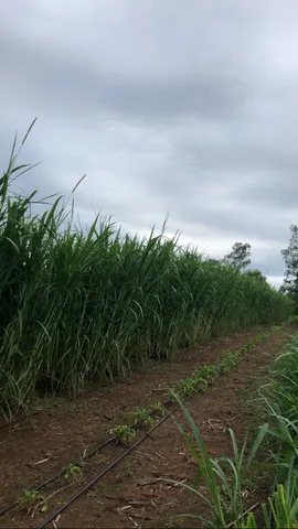 Vendo roça de capim elefante (Capiaçu)