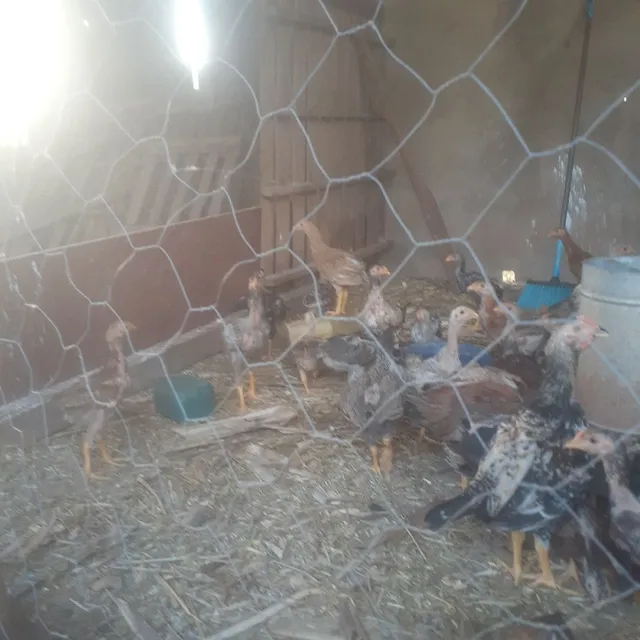 Vendo franguinhos caipira 