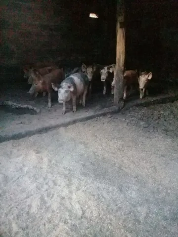 Leitoa caipira criada so com milho 
