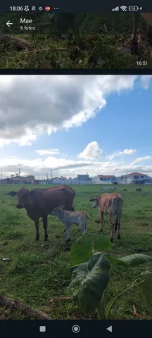 Vendo gado 
