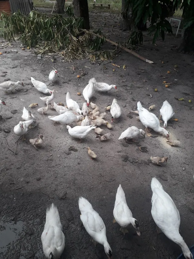 Patos adultos e filhotes 