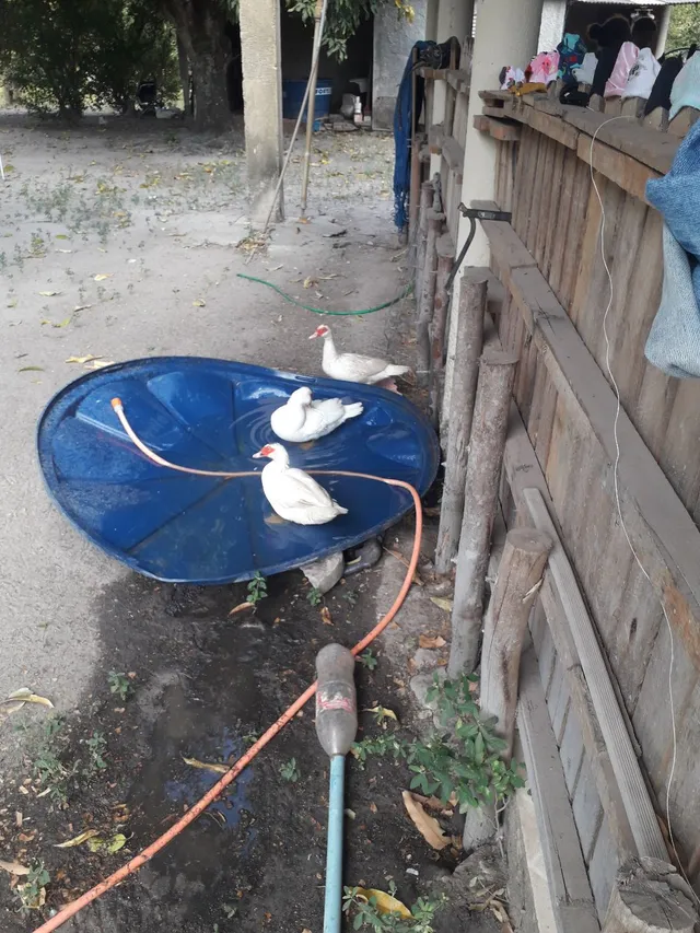 Vendo PATOS australianos vermifugados 