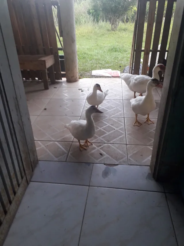 Vendo PATOS adultos e FILHOTES 