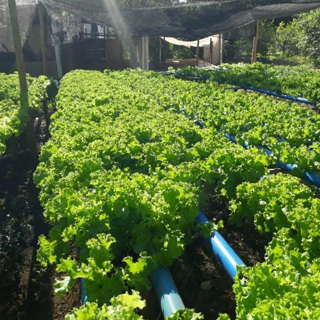 Vende se Alfaces Crespa e Americana Hidropônica sem Lesmas e Caramujos