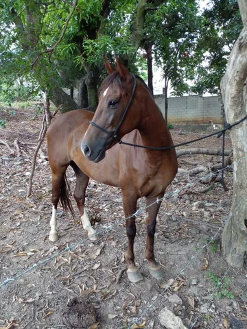 Vendo égua e pordo 