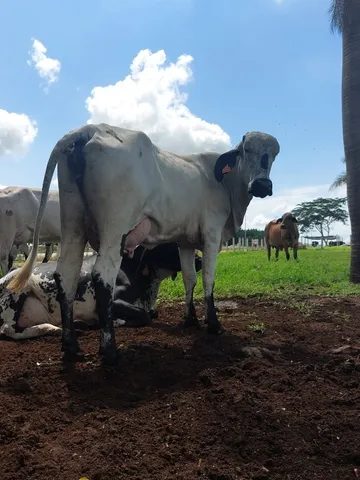 vacas leiteiras