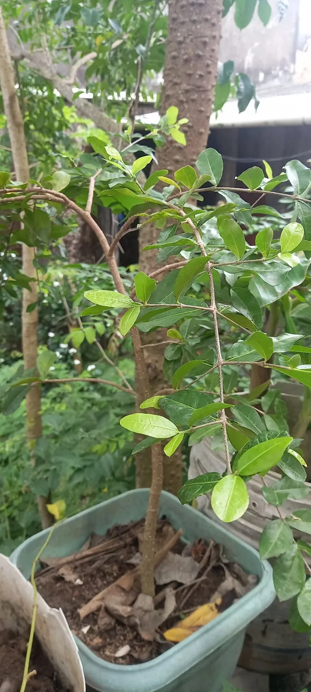 Mudas de acerola vermelha. Entre outras a partir de R$25,00