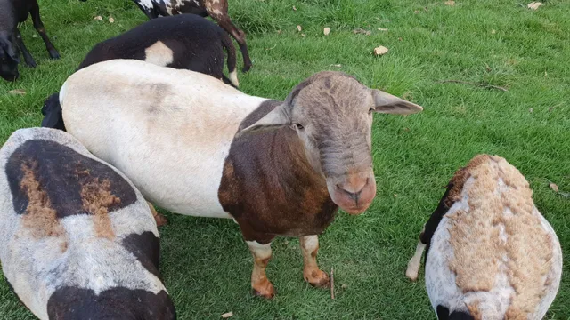 Vendo Carneiro 