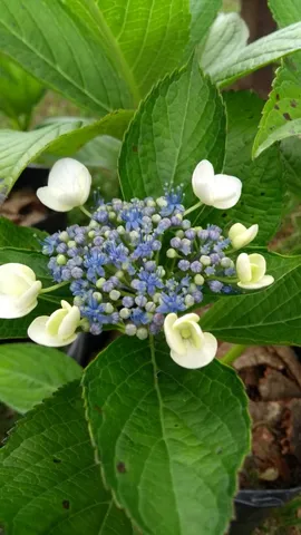 MUDAS DE HORTÊNCIA BRETSCHNEIDERI 