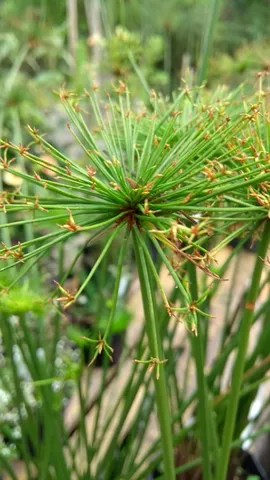 MUDAS DE PAPIRO 