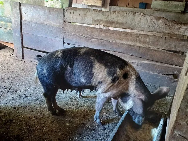 Porca 