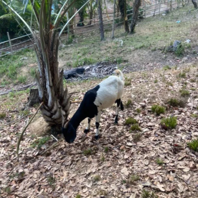Vendo cabras de raça po sem registro! Oportunidade.