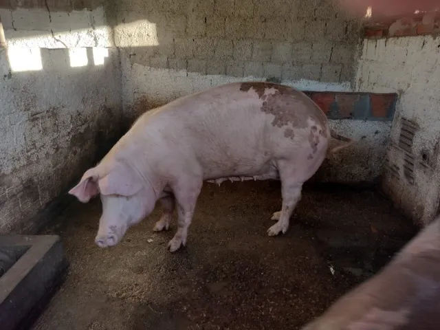 vende-se uma porca 