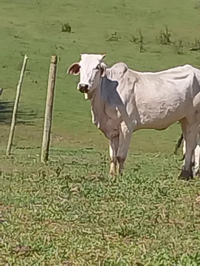 Vendo novilhas nelore