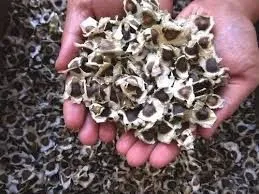 sementes moringa oleifera pra plantar 