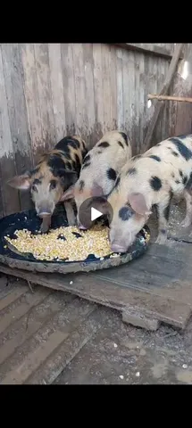 Vendo 3 porcos com 3 mês 1 macho 2 fêmea 