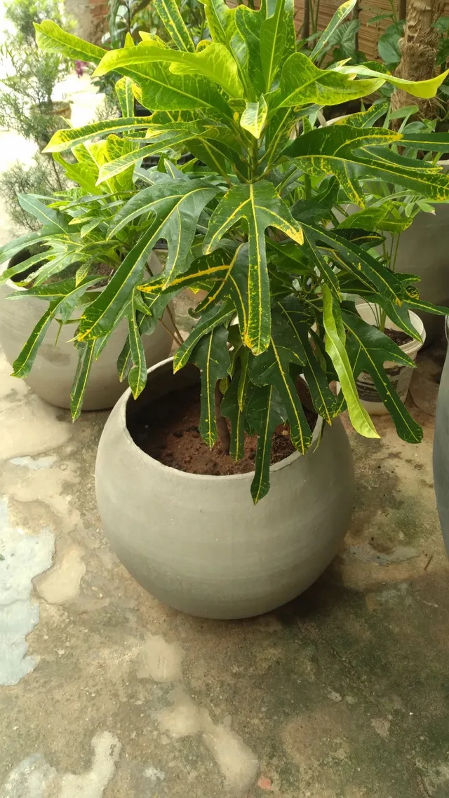 Croton no vaso 