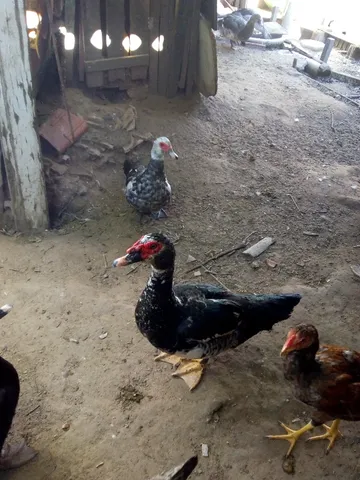 Patos e patas grandes