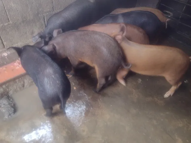 Vende se leitão caipira 