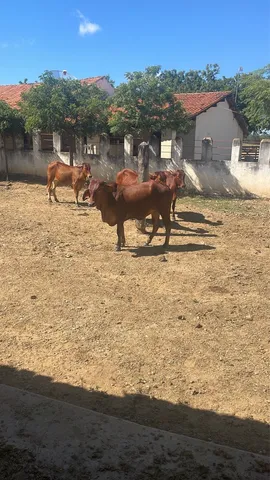 Novilhas Sindi PA (pura por avaliação)