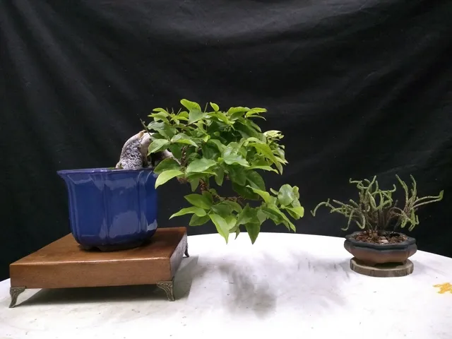 Bonsai jaboticaba 