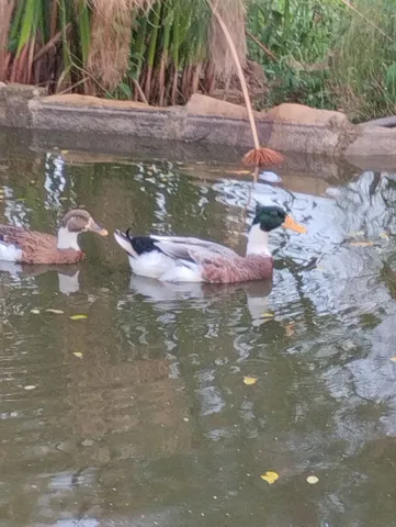 Marreco casal