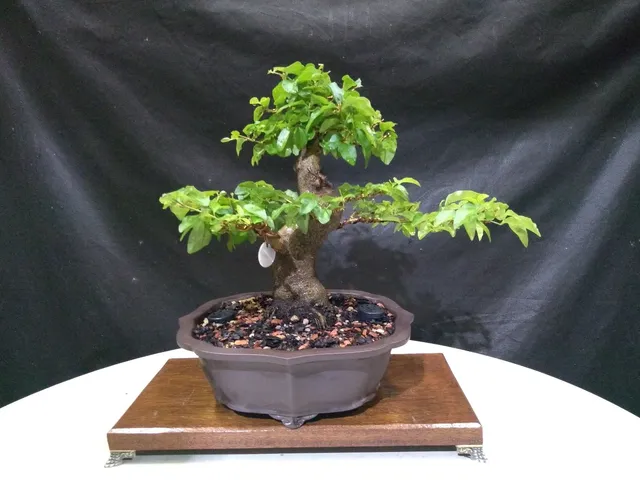 Bonsai ligustro 