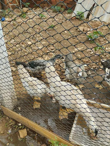 Patos 