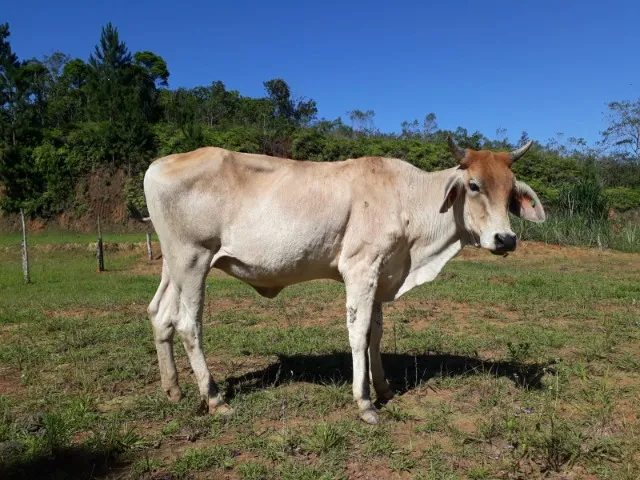 Novilha