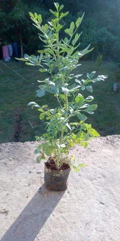 Planta Aruda para seu jardim