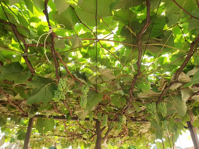 Podas em Uvas
