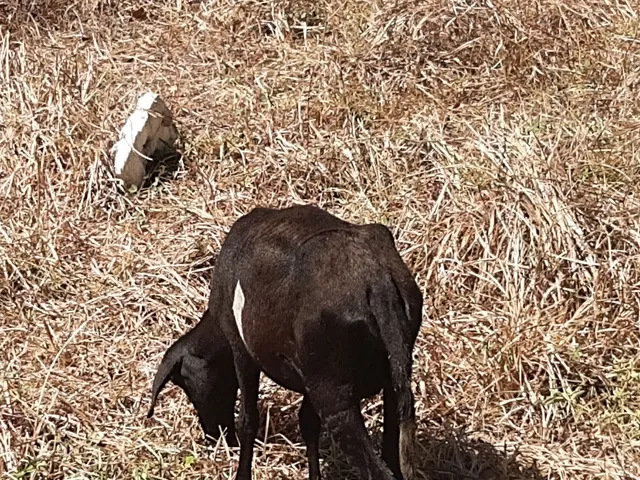 Ovelha com borrego 