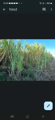 Cana de acucar em pé 