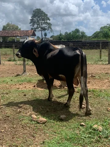 Boi gordo bem tratado