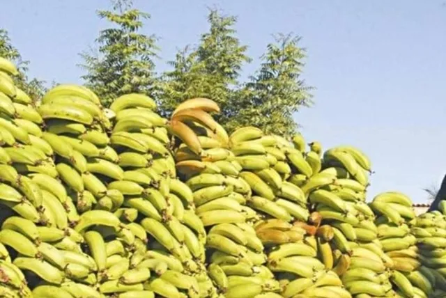 30 bananas