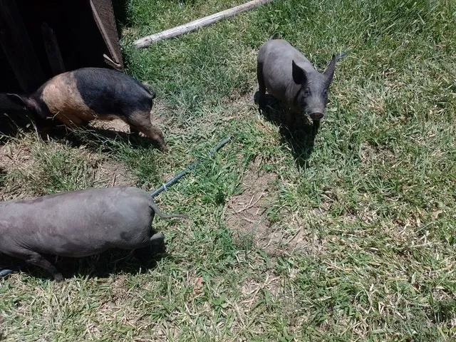 Vendo 3 porcos 